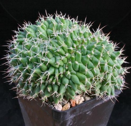 Mammillaria_compressa_forma_cristata